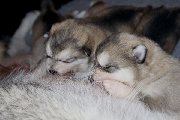 E Wurf 2 Wochen alt 5.JPG